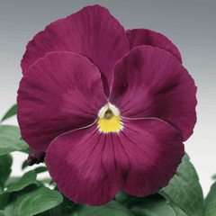 Pansy Colossus Pure Rose