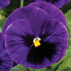 Pansy Colossus Fire