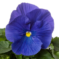 Pansy Colossus True Blue