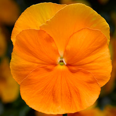 Pansy Delta Pro Pure Orange PreNova 2.0