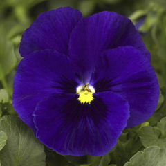 Pansy Delta Classic Deep Blue PreNova 2.0