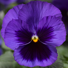 Pansy Delta Pro Deep Blue w/Blotch  PreNova 2.0