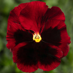 Pansy Delta Pro Red w/blotch PreNova 2.0