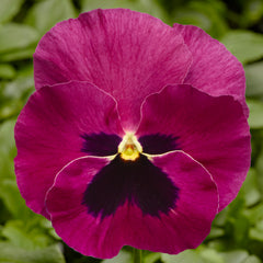Pansy Delta Pro Rose w/blotch PreNova 2.0