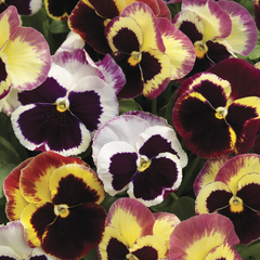 Pansy Delta Classic Tapestry PreNova 2.0