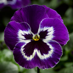 Pansy Delta Pro Violet & White PreNova 2.0