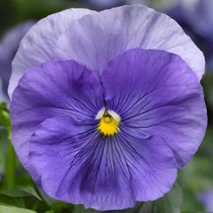 Pansy Delta Pro Clear Light Blue PreNova 2.0