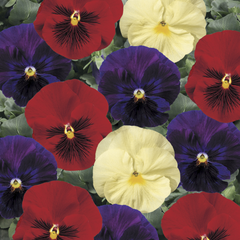 Pansy Delta Classic Wine & Cheese Mix PreNova 2.0