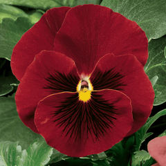 Pansy Delta Classic Pure Red PreNova 2.0