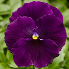 Pansy Delta Pro Clear Violet PreNova 2.0