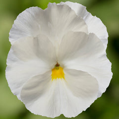 Pansy Delta Pro Pure White PreNova 2.0