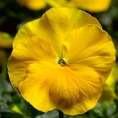Pansy Delta Pro Pure Yellow PreNova 2.0