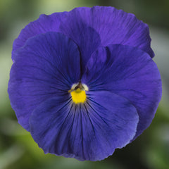 Pansy Delta Pro True Blue PreNova 2.0