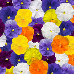 Pansy Delta Pro Pure Colors Mix PreNova 2.0