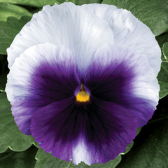 Pansy Delta Classic Beaconsfield