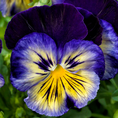 Pansy Delta Classic Blue Morpho PreNova 2.0