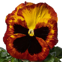 Pansy Delta Classic Fire PreNova 2.0
