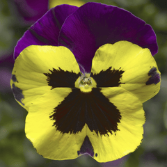 Pansy Delta Classic Yellow w/Purple Wing PreNova 2.0