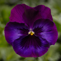 Pansy Delta Pro Neon Violet PreNova 2.0