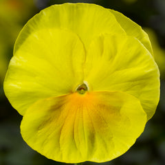 Pansy Delta Pure Lemon PreNova 2.0