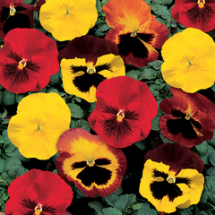 Pansy Delta Classic Blaze Mix PreNova 2.0