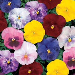 Pansy Delta Classic Monet Mix PreNova 2.0