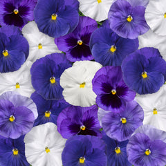 Pansy Delta Pro Cool Water Mix PreNova 2.0