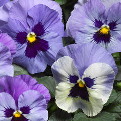 Pansy Delta Classic Marina PreNova 2.0