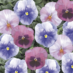 Pansy Delta Classic Cotton Candy Mix PreNova 2.0