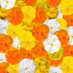 Pansy Delta Pro Citrus Mix PreNova 2.0
