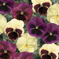 Pansy Delta Classic  Apple Cider Mix PreNova 2.0