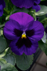 Pansy Grandio Deep Blue w/Blotch PRIMAX