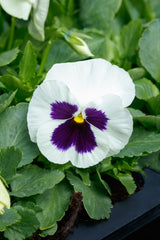Pansy Grandio White w/Blotch PRIMAX