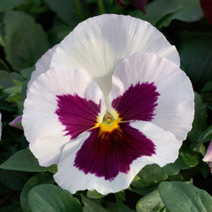 Pansy Grandio White w/Rose Blotch Primax