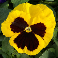 Pansy Grandio Yellow w/Blotch PRIMAX