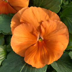 Pansy Grandio Clear Orange PRIMAX