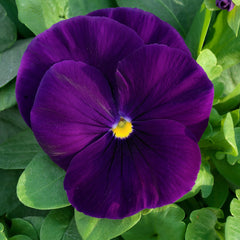 Pansy Grandio Clear Purple PRIMAX