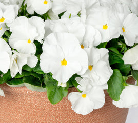 Pansy Grandio Clear White PRIMAX