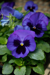 Pansy Grandio Blue w/blotch PRIMAX