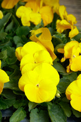 Pansy Grandio Clear Yellow PRIMAX