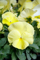 Pansy Grandio Clear Primrose PRIMAX