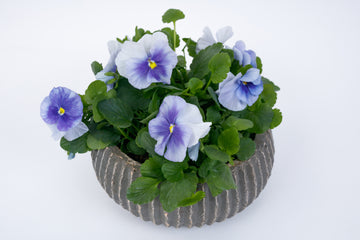 Pansy Grandio Silver Blue PRIMAX