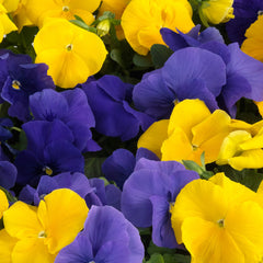 Pansy Grandio Bright Colors Mix PRIMAX