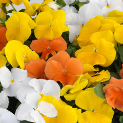 Pansy Grandio Citrus Mix Primed
