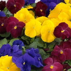 Pansy Grandio Royalty Mix PRIMAX