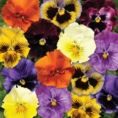 Pansy Frizzle Sizzle Mix Primed