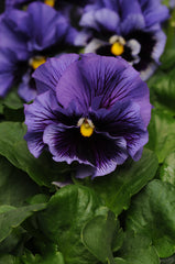 Pansy Frizzle Sizzle Blue Primed