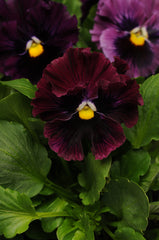 Pansy Frizzle Sizzle Burgundy Primed