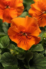 Pansy Frizzle Sizzle Orange Primed