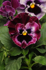 Pansy Frizzle Sizzle Raspberry Primed